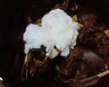 Nasi Biryani/Briyani Kambing langkah memasak 4 foto