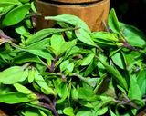 Foto del paso 1 de la receta: Pesto con almendras