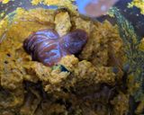 A picture of step 4 of Maysore chutney with imli.