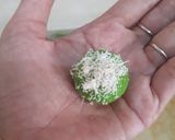 Foto langkah ke 6 dari resep Nastar klepon.