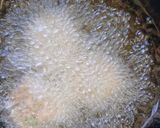A picture of step 5 of Vishu special vada.