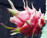 Foto langkah ke 3 dari resep Choco Dragon Fruit Dessert.