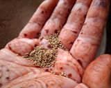 गेहूं आटे की तिकोनी मठरी रेसिपी चरण 1 फोटो