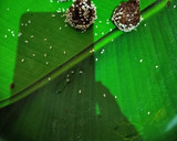 A picture of step 2 of Dates modak.