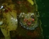 Foto del paso 1 de la receta: Berenjenas al escabeche