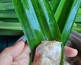 Foto langkah ke 2 dari resep Ayam Goreng Pandan ala Thailand.