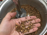 ماش پلو یا کته ماش