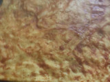Masa de pizza