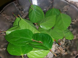 Hojitas de chocolate