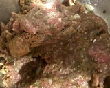 Foto del paso 1 de la receta: Albóndigas de res a la criolla