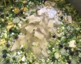 Foto del paso 2 de la receta: Sancocho de mondongo