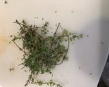 Une image de l'étape 6 de Trio de piments, tomates cerises, ail et herbes aromatiques au vinaigre.