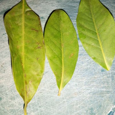 Langkah 4
