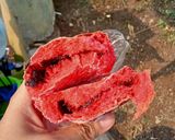 Foto langkah ke 8 dari resep Artisan Bread Merah Putih (Tanpa Ulen).
