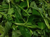 Tumis kangkung saus tiram