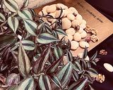 عکس مرحله 1 از دستور شیرینی گردویی پفکی