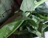 Foto del paso 3 de la receta: Chuletas de cerdo con nopales