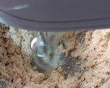 Foto del paso 1 de la receta: Cookies de avena y pasas