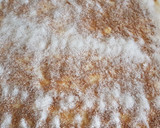 Foto del paso 3 de la receta: Coca de llardons / coca de chicharrones