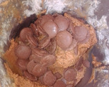 Foto del paso 4 de la receta: Galletas de chocolate en MC