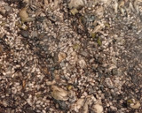 Foto del paso 6 de la receta: Arroz negro con sepia