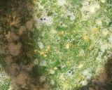 عکس مرحله 1 از دستور آش انار