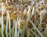 Hình bước làm 7 của món TRỒNG GIÁ TẠI NHÀ TRẮNG, DÀI