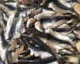 Une image de l'étape 3 de 🐬Sardines 🐟farcies marinade 🪹maison 🏠.