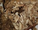 A picture of step 2 of Shredded beef and chicken sauce.