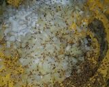 Foto del paso 3 de la receta: Sopa Paraguaya