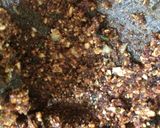 Foto langkah ke 5 dari resep Sate Jamur Saus Kacang Sangrai.