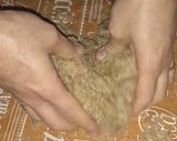Foto del paso 4 de la receta: Masa para Tartas o Tarteletas Harina Integral... Riquísima.!