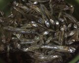 Foto langkah ke 1 dari resep Steak Tempe Saus Ikan Teri.