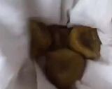 Foto del paso 6 de la receta: Higos secos