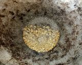 முளைகட்டிய தட்டை பயறு குழம்பு ரெசிபி ஸ்டேப் 5 புகைப்படம்