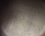 Foto del paso 1 de la receta: Panqueques rápidos sin tacc