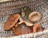 Foto del paso 3 de la receta: Ceviche de Lactarius deliciosus (Níscalos)