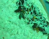 A picture of step 4 of Quesadilla.