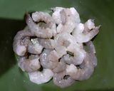 Foto del paso 9 de la receta: Camarones empanizados acompañados de una salsa holandesa