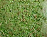Foto langkah ke 4 dari resep Bolu Pandan Keju.