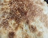 Foto del paso 3 de la receta: Pascualina de acelga con ricotta y verdeo