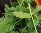Minty campfire potato recept fázis 2 fotója