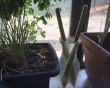 A picture of step 2 of California Farm Windowsill Shallots, Garlic, Chives, Scallions, Lemon Grass.