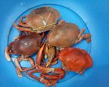Foto langkah ke 1 dari resep Kepiting Saus Padang.
