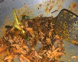Foto langkah ke 4 dari resep Tongkol suwir kemangi.