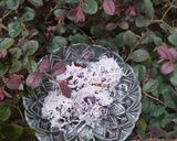Foto langkah ke 7 dari resep Klepon Ubi Ungu 💜.