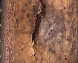 Foto del paso 8 de la receta: Bizcocho de chocolate