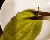 A picture of step 2 of Chocolate Paan.