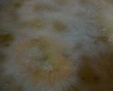 A picture of step 7 of Singhare ke atte ke dahi wade.