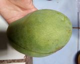 Foto langkah ke 1 dari resep Sambel Pencit (Sambel Mangga).